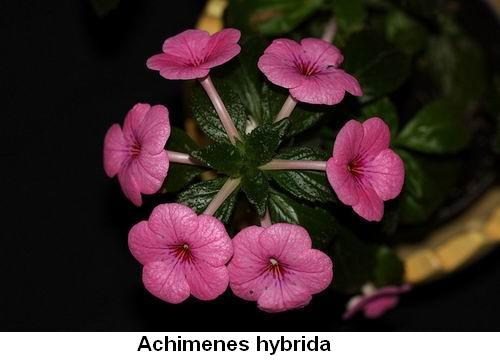 Achimenes hybrida.jpg